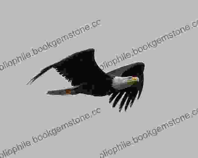 A Bald Eagle Soars Overhead In Quetico Provincial Park. Quetico: Near To Nature S Heart