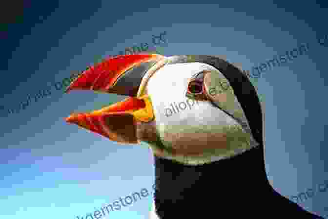 A Cute Puffin With A Brightly Colored Beak And Comical Expression A Children S Guide To Arctic Birds