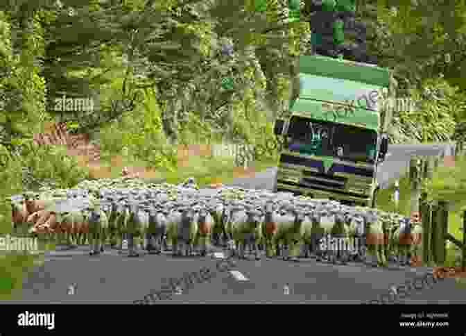 A Flock Of Sheep Blocking Traffic In New Zealand Nieuw Zeeland An English Speaking Polynesian Country With A Dutch Name: A Humorous History Of New Zealand