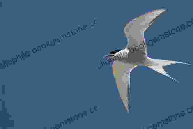 A Graceful Arctic Tern In Flight, With Long, Pointed Wings And A Silvery Underbelly A Children S Guide To Arctic Birds