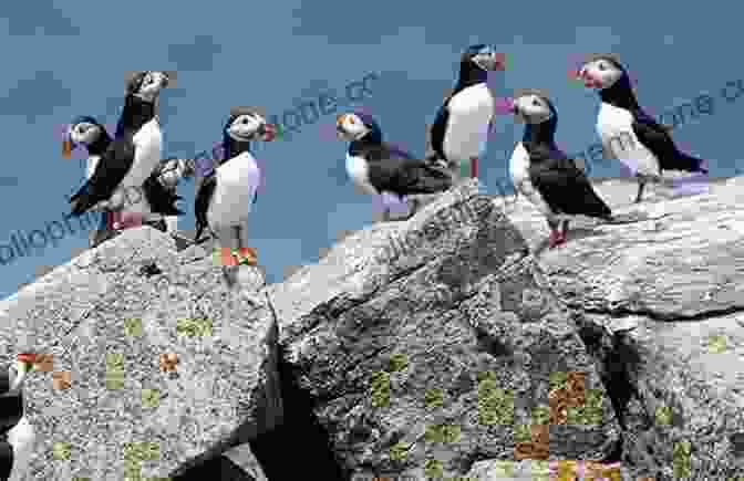 A Group Of Atlantic Puffins Nesting On A Rocky Island. Every Bird In Maine: One Man S Journey To See Every Bird In Maine A Photographic Account Of A Maine Big Year In Birding