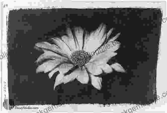A Gum Bichromate Print Of A Flower The Art Of Printing From Nature: A Guidebook From The Nature Printing Society 40th Anniversary Edition: 2024