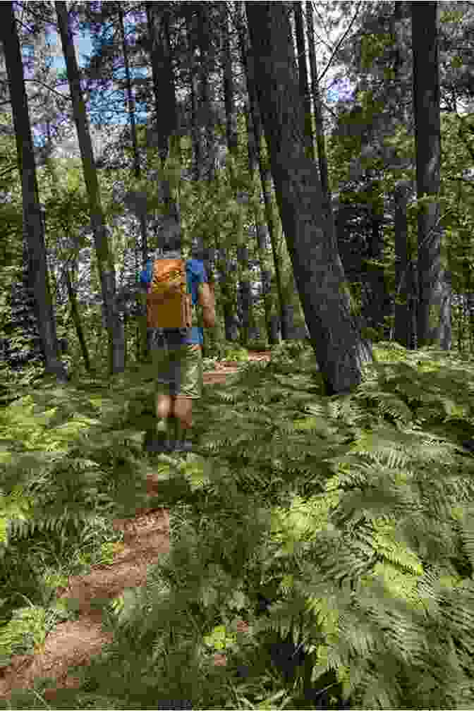 A Hiker Follows A Trail Through The Forest In Quetico Provincial Park. Quetico: Near To Nature S Heart