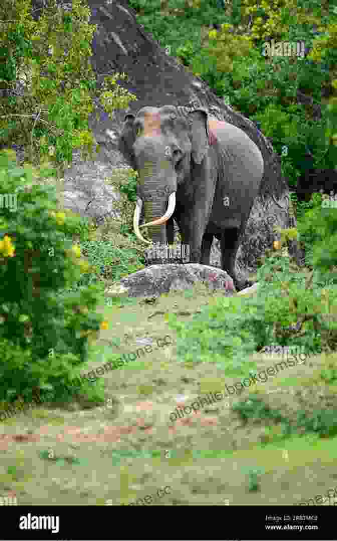 A Majestic Elephant Roaming Through A National Park In The Golden Triangle Chasing The Dragon: Into The Heart Of The Golden Triangle