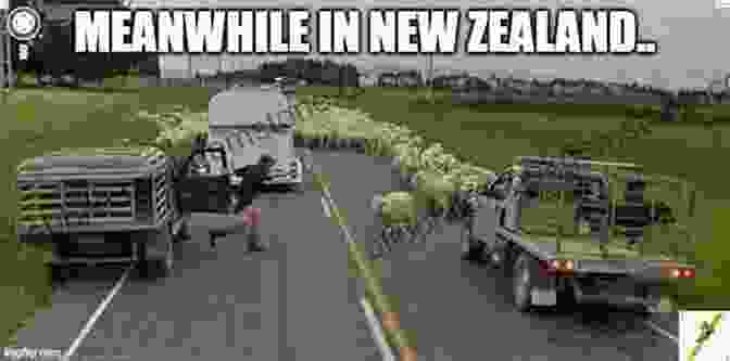 A Sheep In New Zealand Causing A Humorous Situation Nieuw Zeeland An English Speaking Polynesian Country With A Dutch Name: A Humorous History Of New Zealand