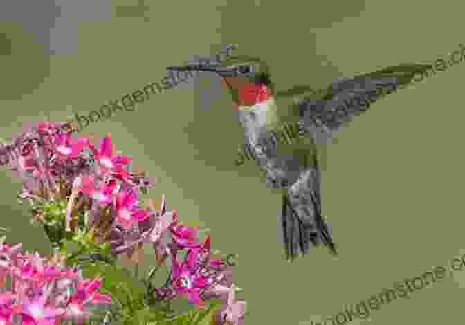 A Tiny Ruby Throated Hummingbird Hovering Over A Flower. Every Bird In Maine: One Man S Journey To See Every Bird In Maine A Photographic Account Of A Maine Big Year In Birding