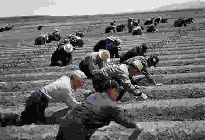 Japanese American Farmers Working In The Fields Kiyo S Story: A Japanese American Family S Quest For The American Dream