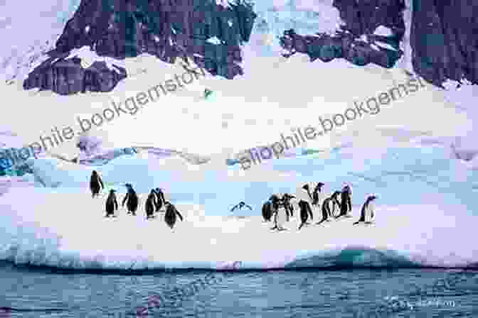 Penguins In Antarctica Artful Argentina And Awesome Antarctica