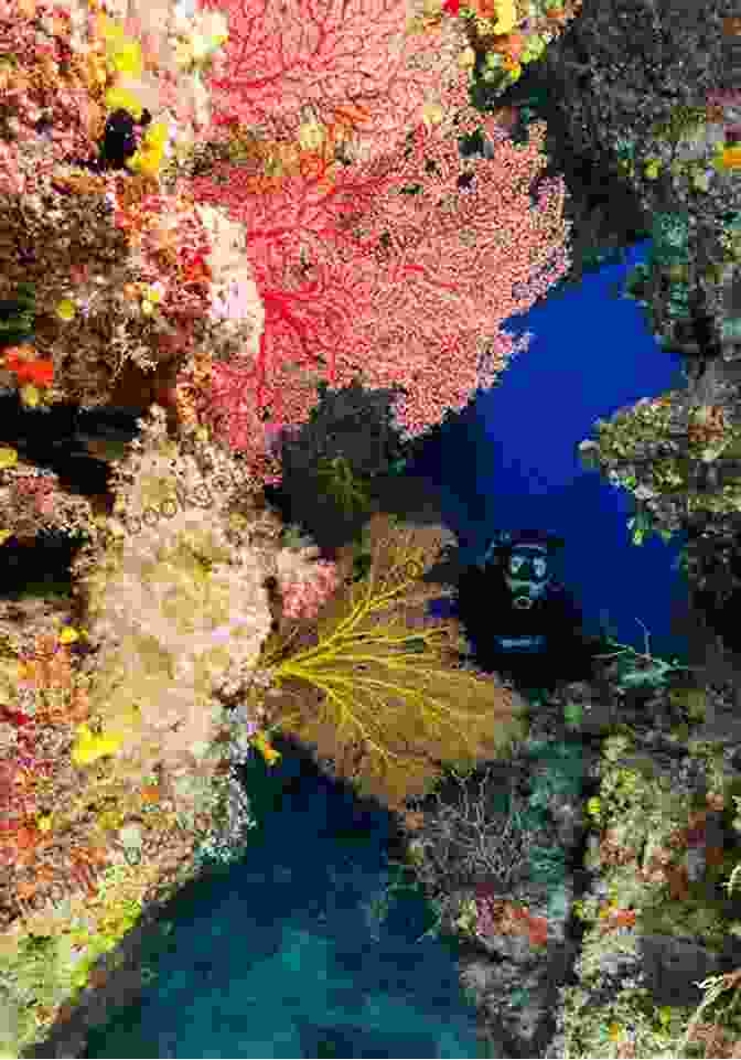 Scuba Divers Exploring A Coral Reef In Vanuatu Vanuatu: Far Flung Places Guide