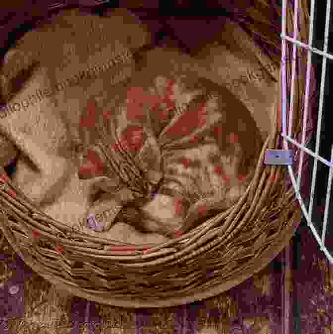 Shukri, The Refugee Cat, Curled Up In A Basket, Looking Peaceful And Content. Kunkush: The True Story Of A Refugee Cat (Encounter: Narrative Nonfiction Picture Books)
