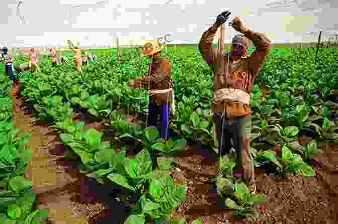 Tobacco Plants Growing In A Lush Field Under The Cuban Sun The Havana Cigar Tour Tabakmann