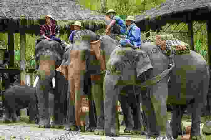 Tourists Riding Elephants Through The Jungle In Chiang Mai Thailand Crazy Stories: Journey To The East